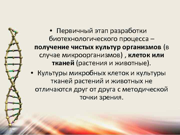  • Первичный этап разработки биотехнологического процесса – получение чистых культур организмов (в случае