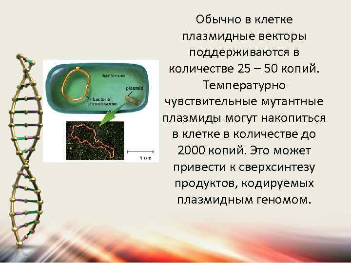 Обычно в клетке плазмидные векторы поддерживаются в количестве 25 – 50 копий. Температурно чувствительные