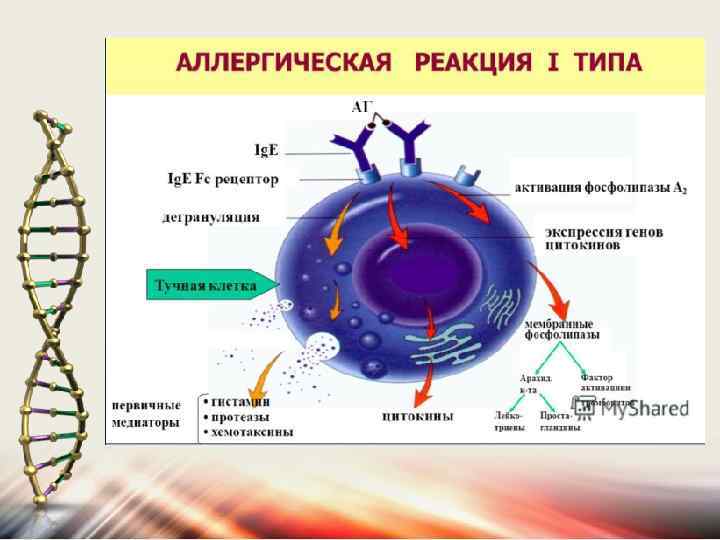 Виды аллергических реакций с картинками у человека