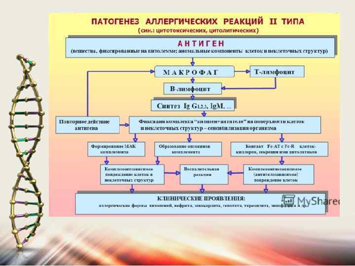 Патогенез аллергических заболеваний. Патогенез аллергии 2 типа. Патогенез аллергических реакций 2 типа. Патогенез аллергии 1 типа. Аллергия 1 типа патофизиология схема.