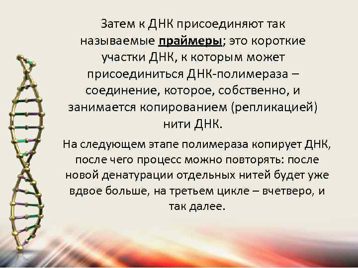 Затем к ДНК присоединяют так называемые праймеры; это короткие участки ДНК, к которым может