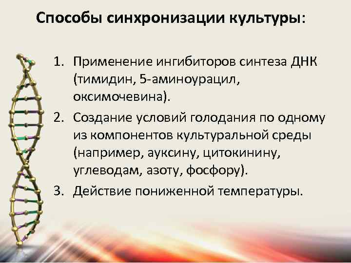 Способы синхронизации культуры: 1. Применение ингибиторов синтеза ДНК (тимидин, 5 -аминоурацил, оксимочевина). 2. Создание