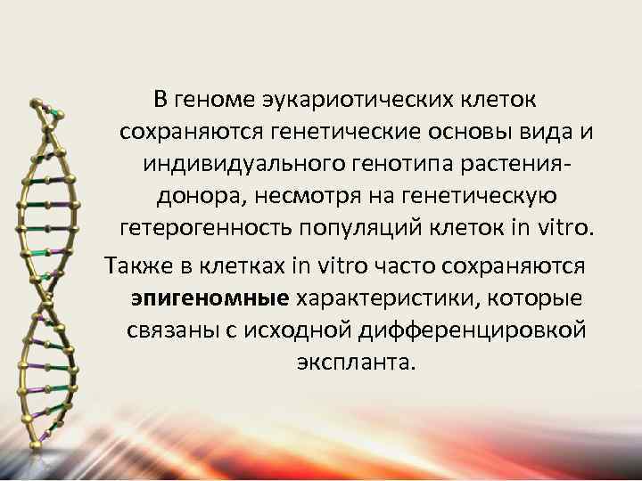 В геноме эукариотических клеток сохраняются генетические основы вида и индивидуального генотипа растениядонора, несмотря на