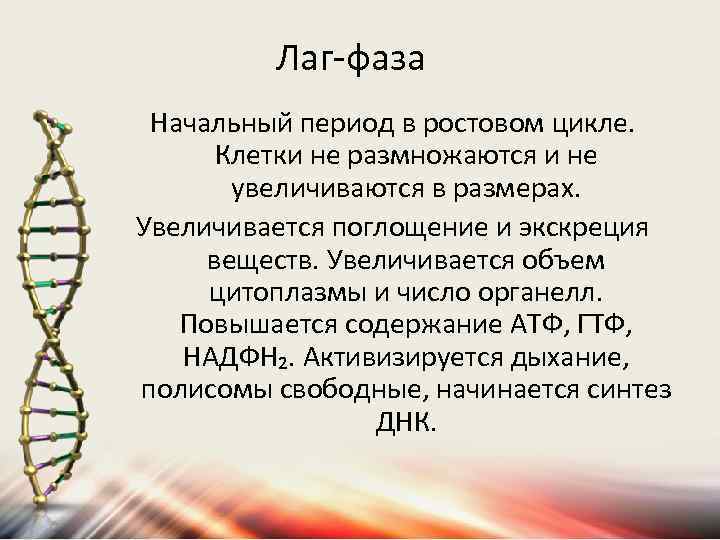 Лаг-фаза Начальный период в ростовом цикле. Клетки не размножаются и не увеличиваются в размерах.