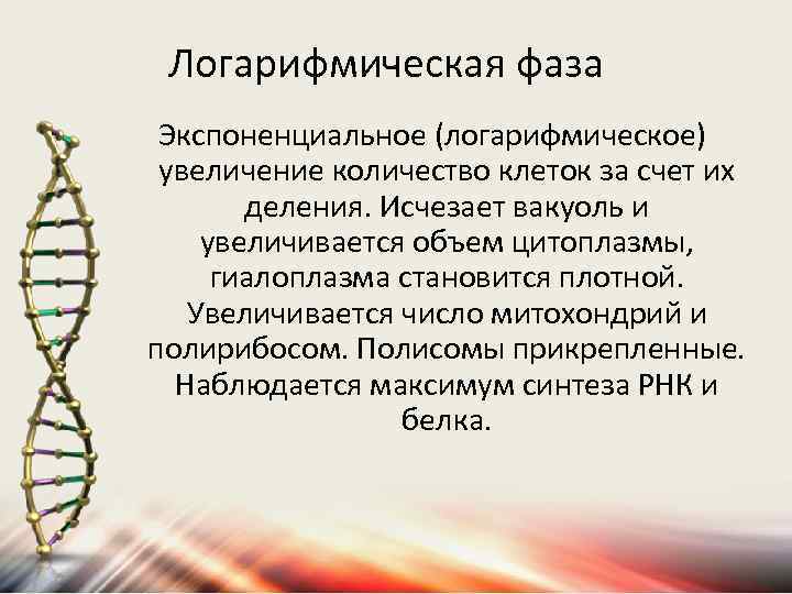 Логарифмическая фаза Экспоненциальное (логарифмическое) увеличение количество клеток за счет их деления. Исчезает вакуоль и