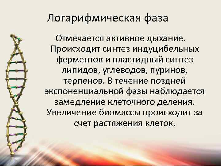 Логарифмическая фаза Отмечается активное дыхание. Происходит синтез индуцибельных ферментов и пластидный синтез липидов, углеводов,