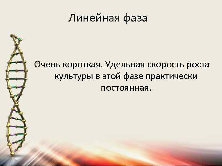 Линейная фаза Очень короткая. Удельная скорость роста культуры в этой фазе практически постоянная. 