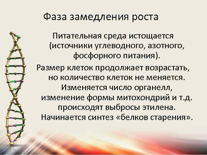 Фаза замедления роста Питательная среда истощается (источники углеводного, азотного, фосфорного питания). Размер клеток продолжает