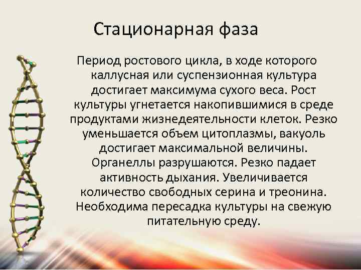 Стационарная фаза Период ростового цикла, в ходе которого каллусная или суспензионная культура достигает максимума