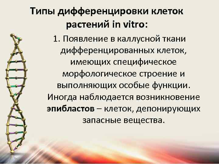 Типы дифференцировки клеток растений in vitro: 1. Появление в каллусной ткани дифференцированных клеток, имеющих