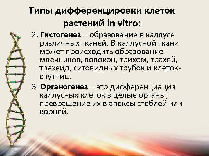 Типы дифференцировки клеток растений in vitro: 2. Гистогенез – образование в каллусе различных тканей.