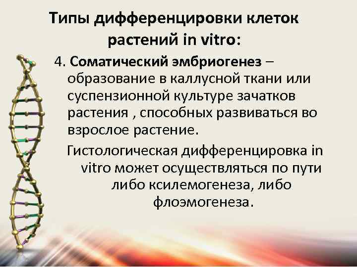 Типы дифференцировки клеток растений in vitro: 4. Соматический эмбриогенез – образование в каллусной ткани