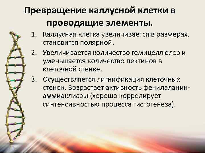 Превращение каллусной клетки в проводящие элементы. 1. Каллусная клетка увеличивается в размерах, становится полярной.