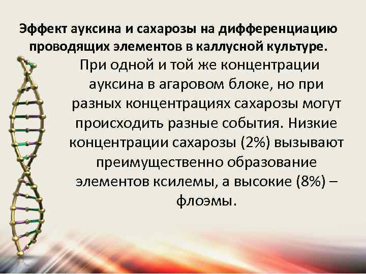 Эффект ауксина и сахарозы на дифференциацию проводящих элементов в каллусной культуре. При одной и