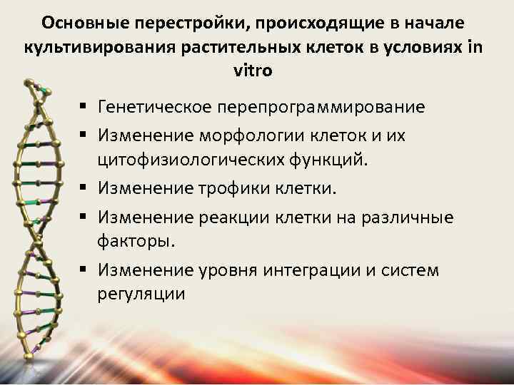 Основные перестройки, происходящие в начале культивирования растительных клеток в условиях in vitro § Генетическое