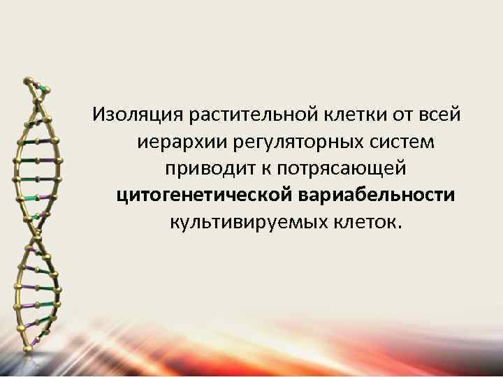 Изоляция растительной клетки от всей иерархии регуляторных систем приводит к потрясающей цитогенетической вариабельности культивируемых