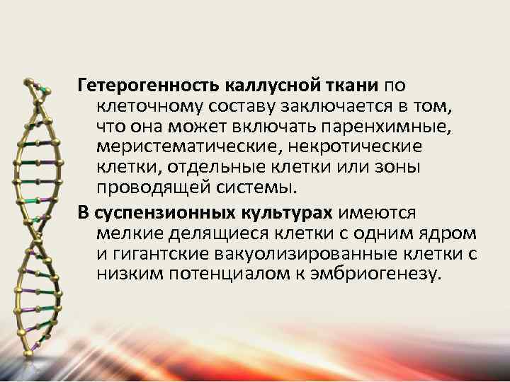 Гетерогенность каллусной ткани по клеточному составу заключается в том, что она может включать паренхимные,