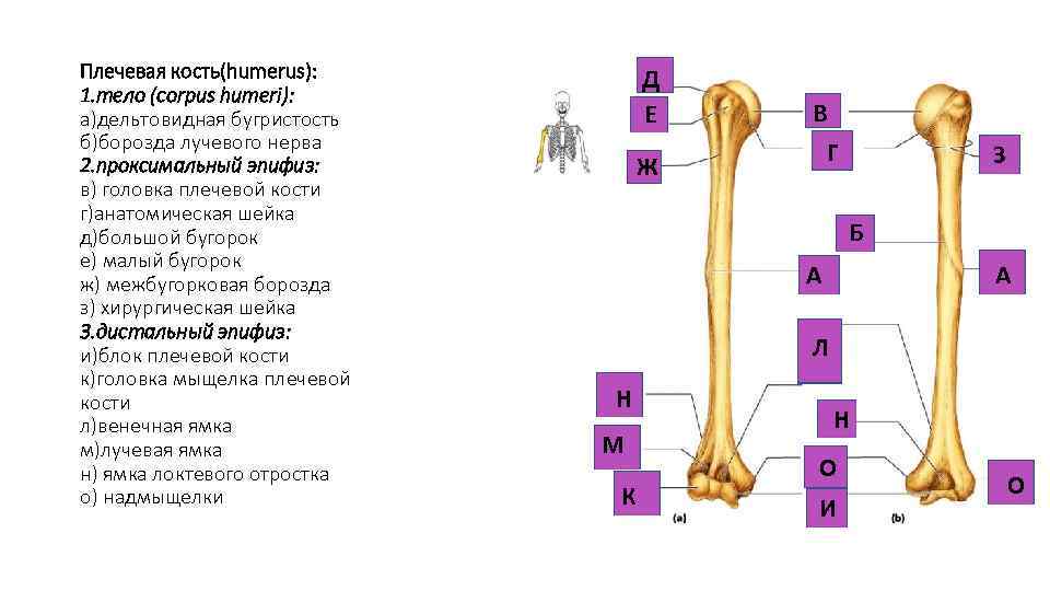 Плечевая кость(humerus): 1. тело (corpus humeri): а)дельтовидная бугристость б)борозда лучевого нерва 2. проксимальный эпифиз: