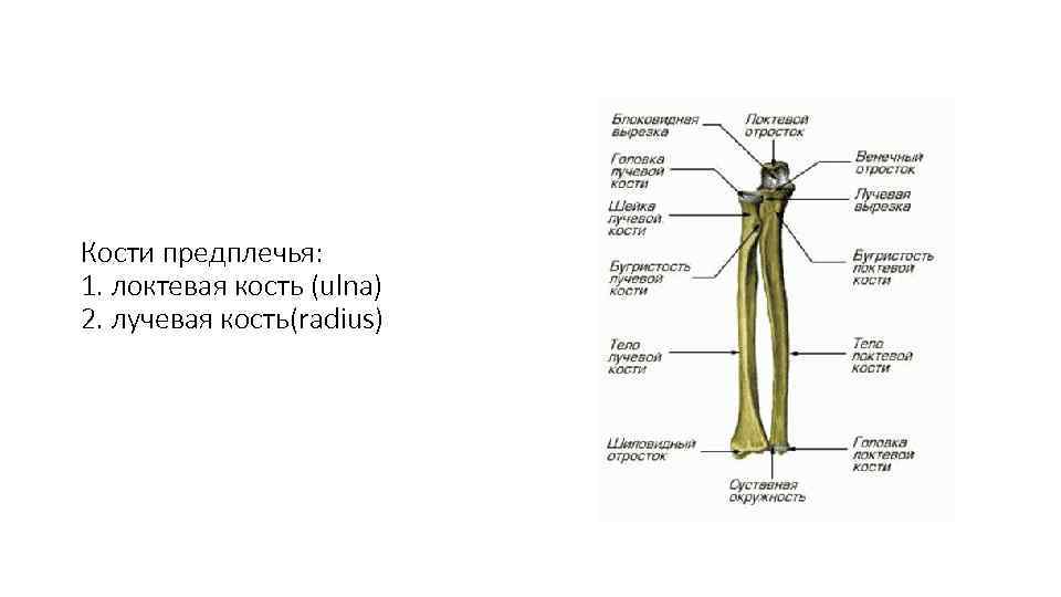 Кости предплечья: 1. локтевая кость (ulna) 2. лучевая кость(radius) 