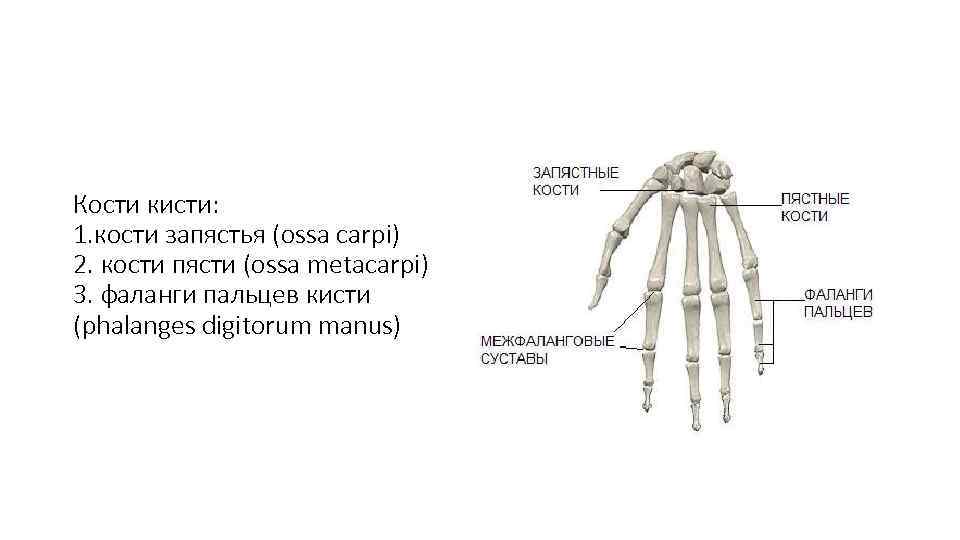 Кости кисти: 1. кости запястья (ossa carpi) 2. кости пясти (ossa metacarpi) 3. фаланги