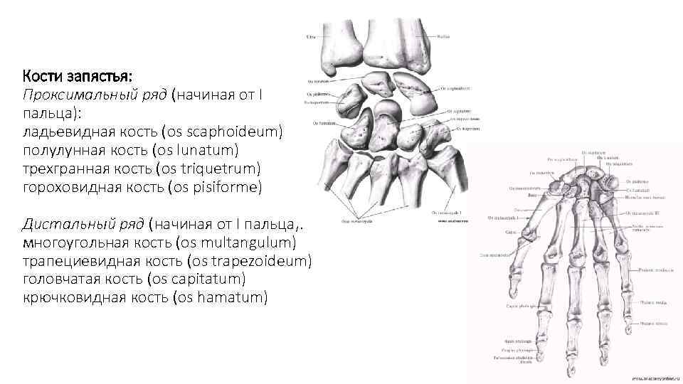 Кости запястья: Проксимальный ряд (начиная от I пальца): ладьевидная кость (os scaphoideum) полулунная кость