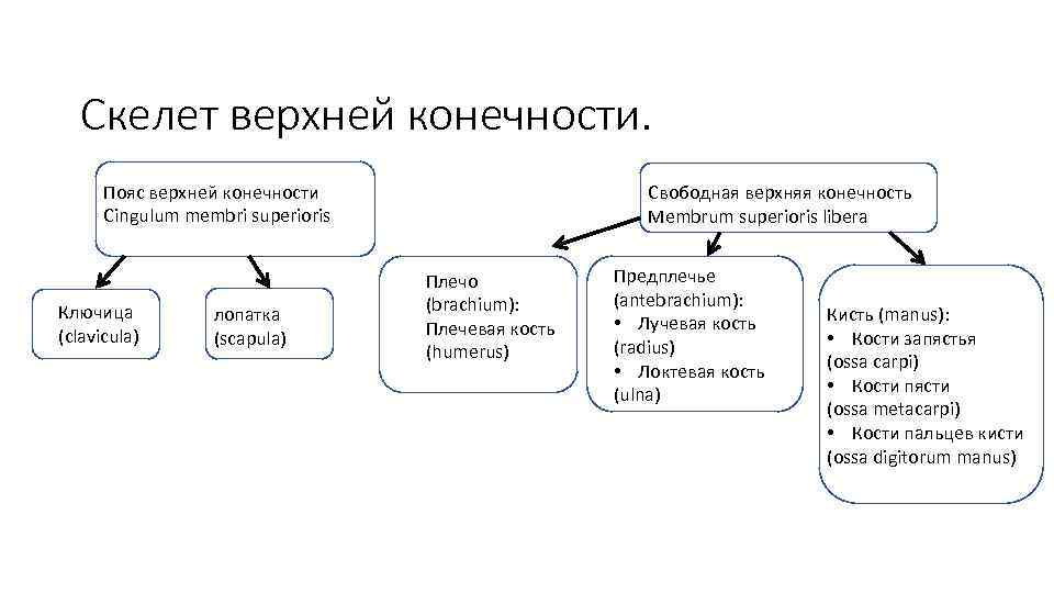 Скелет верхней конечности. Пояс верхней конечности Cingulum membri superioris Ключица (clavicula) лопатка (scapula) Свободная