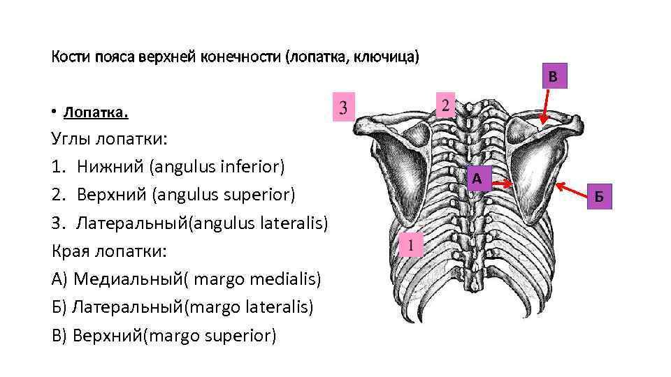 Кости пояса верхней конечности (лопатка, ключица) В • Лопатка. Углы лопатки: 1. Нижний (аngulus