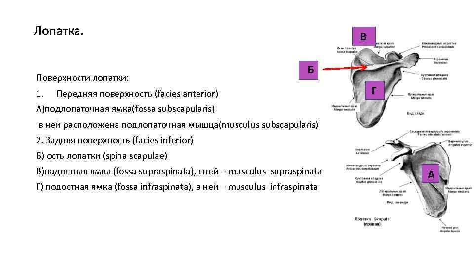 Лопатка. Поверхности лопатки: 1. В Б Передняя поверхность (facies anterior) Г А)подлопаточная ямка(fossa subscapularis)