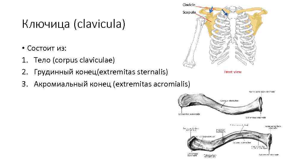 Ключица (clavicula) • Состоит из: 1. Тело (corpus claviculae) 2. Грудинный конец(еxtremitas sternalis) 3.