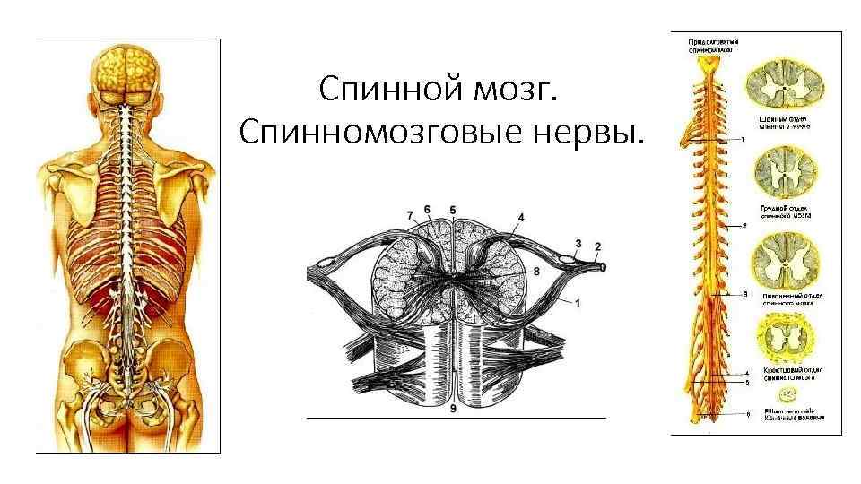 Спинной мозг. Спинномозговые нервы. 