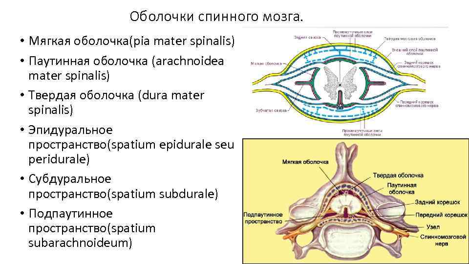 Оболочки спинного мозга. • Мягкая оболочка(pia mater spinalis) • Паутинная оболочка (arachnoidea mater spinalis)