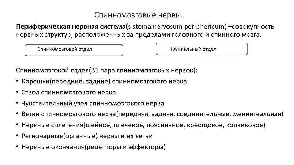 Спинномозговые нервы. Периферическая нервная система(sistema nervosum periphericum) –cовокупность нервных структур, расположенных за пределами головного