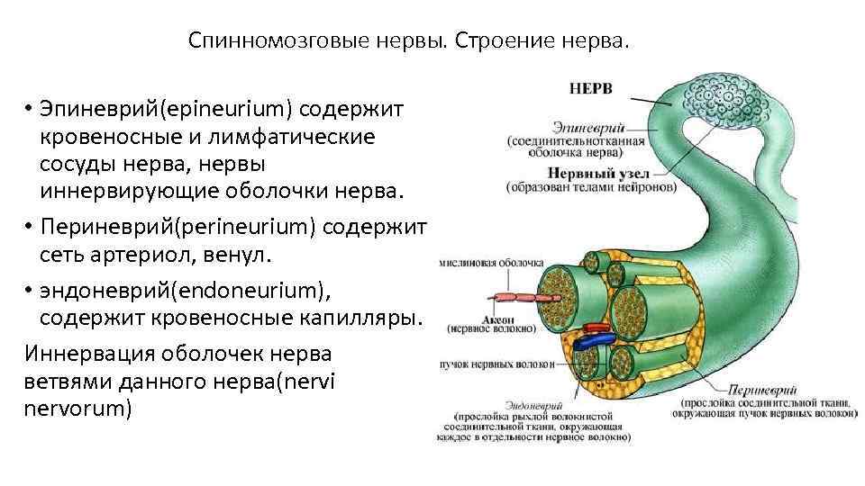 Спинномозговые нервы. Строение нерва. • Эпиневрий(epineurium) содержит кровеносные и лимфатические сосуды нерва, нервы иннервирующие