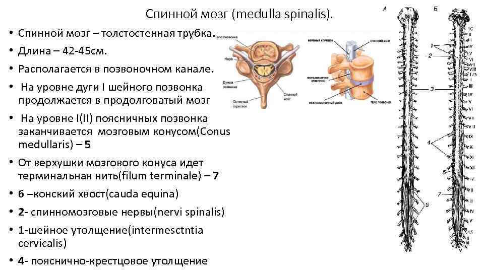 Удаление спинного мозга. Спинной мозг уровни позвоночника. Строение спинного мозга спинной мозг в позвоночном канале. Спинной мозг, Medulla spinalis:. Спинной мозг расположен в позвоночном канале на уровне.