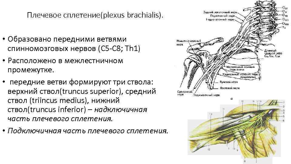 Длинные ветви плечевого сплетения