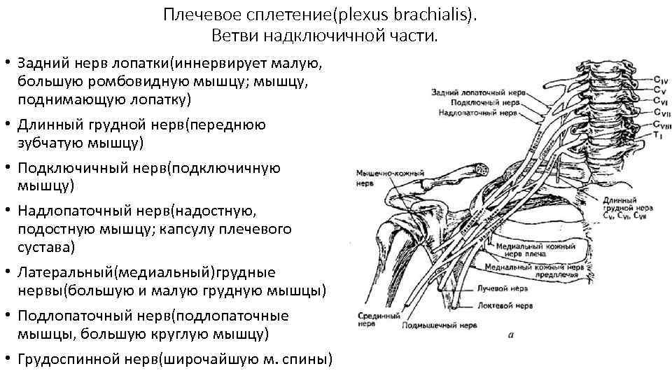 Длинные ветви плечевого сплетения