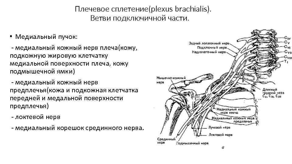 Плечевое сплетение(plexus brachialis). Ветви подключичной части. • Медиальный пучок: медиальный кожный нерв плеча(кожу, подкожную