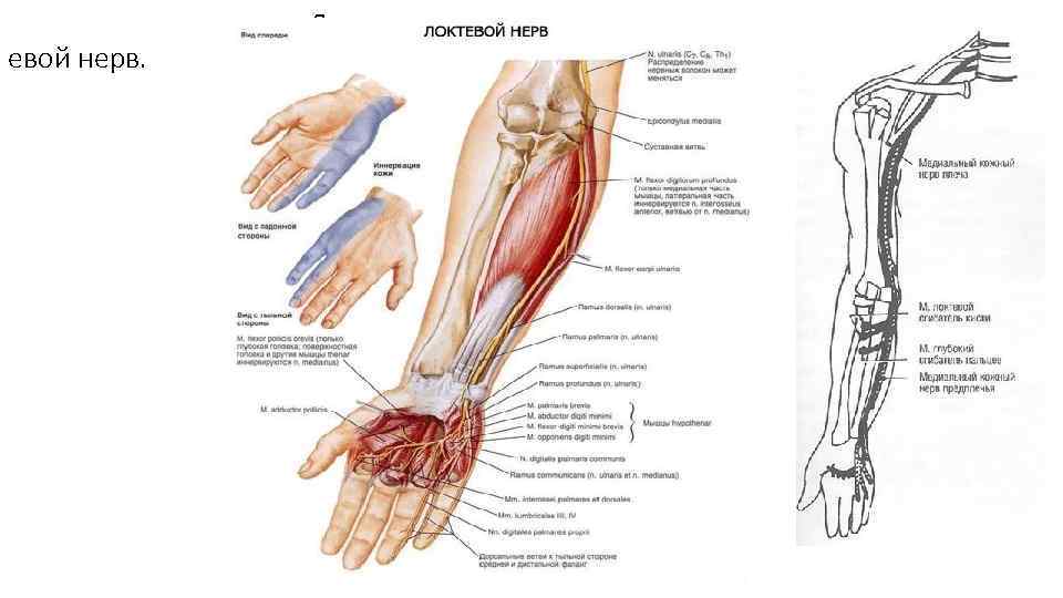 евой нерв. Локт 