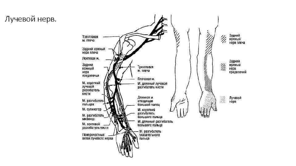 Лучевой нерв. 