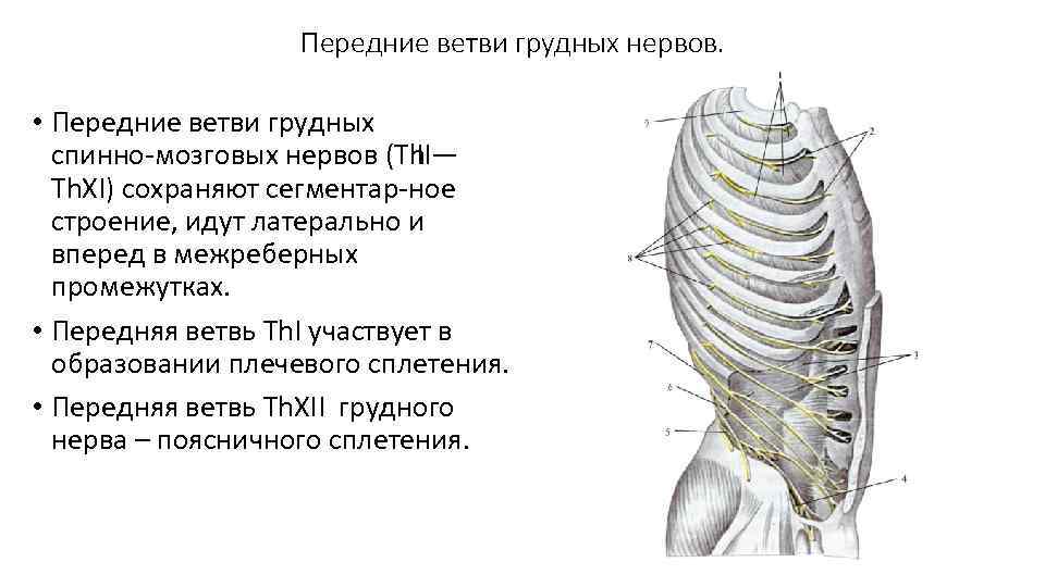 Передние ветви спинномозговых нервов