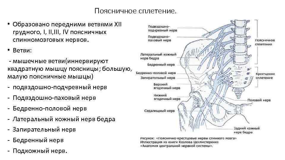 Поясничное сплетение. • Образовано передними ветвями XII грудного, I, III, IV поясничных спинномозговых нервов.