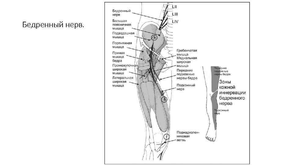 Бедренный нерв. 