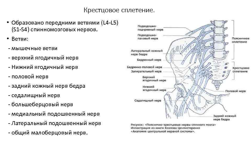 Крестцовое сплетение. • Образовано передними ветвями (L 4 L 5) (S 1 S 4)