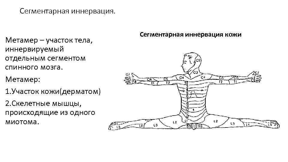 Сегментарная иннервация. Метамер – участок тела, иннервируемый отдельным сегментом спинного мозга. Метамер: 1. Участок