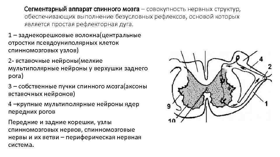 Сегментарный аппарат спинного мозга – совокупность нервных структур, обеспечивающих выполнение безусловных рефлексов, основой которых