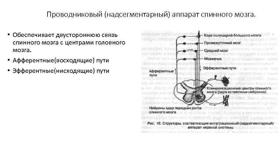 Проводниковый (надсегментарный) аппарат спинного мозга. • Обеспечивает двустороннюю связь спинного мозга с центрами головного