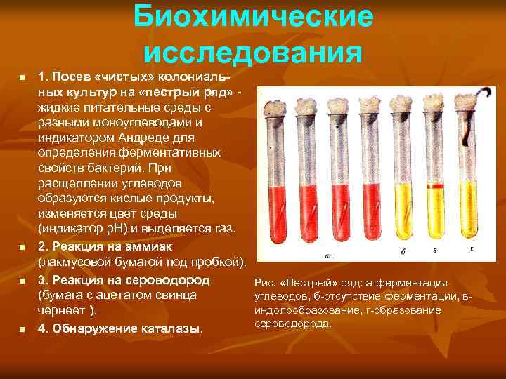 Биохимические исследования n n 1. Посев «чистых» колониальных культур на «пестрый ряд» жидкие питательные