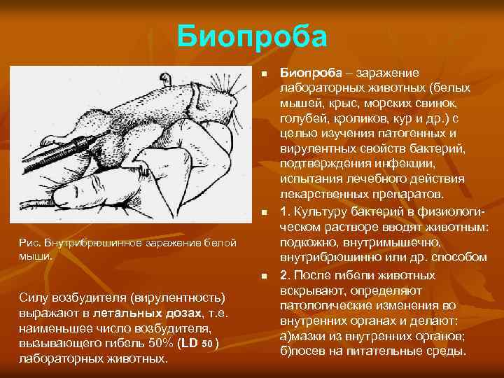 Биопроба n n Рис. Внутрибрюшинное заражение белой мыши. n Силу возбудителя (вирулентность) выражают в