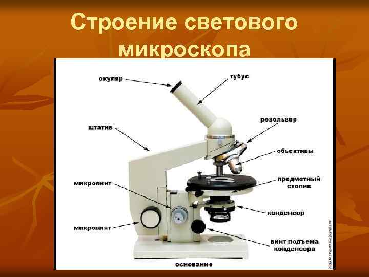 Строение светового микроскопа 