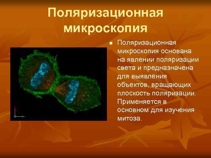 Поляризационная микроскопия n Поляризационная микроскопия основана на явлении поляризации света и предназначена для выявления